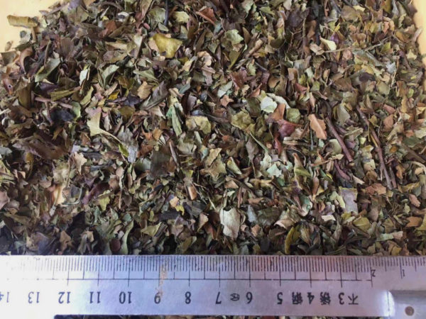 Triangle Shape Broken White tea dry leaves with a ruler for scale.