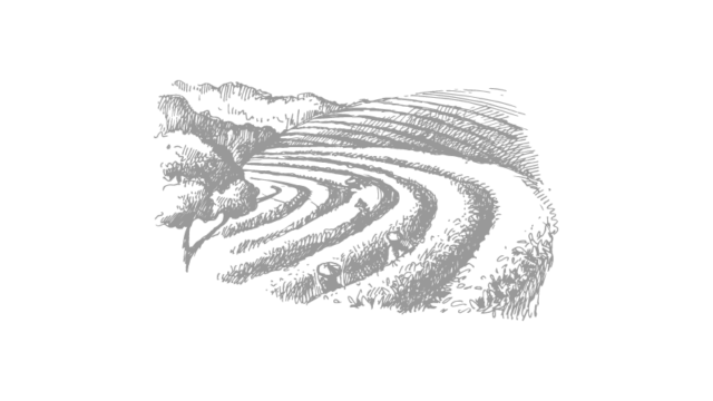 Tea Field Illustration