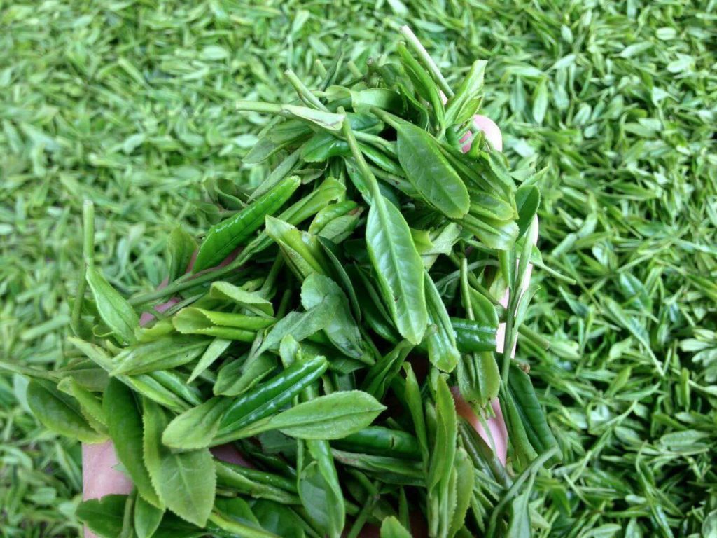 Fresh Da Fo Longjing (Big Buddha Dragonwell) leaves