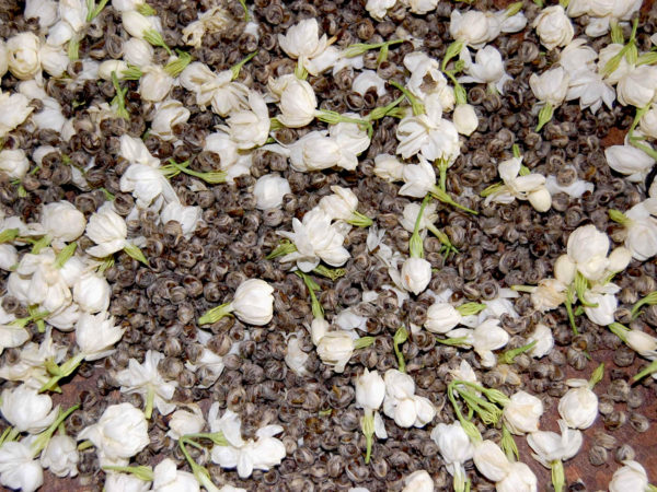 Scenting Moli Longzhu (Jasmine Pearls) with fresh jasmine flowers