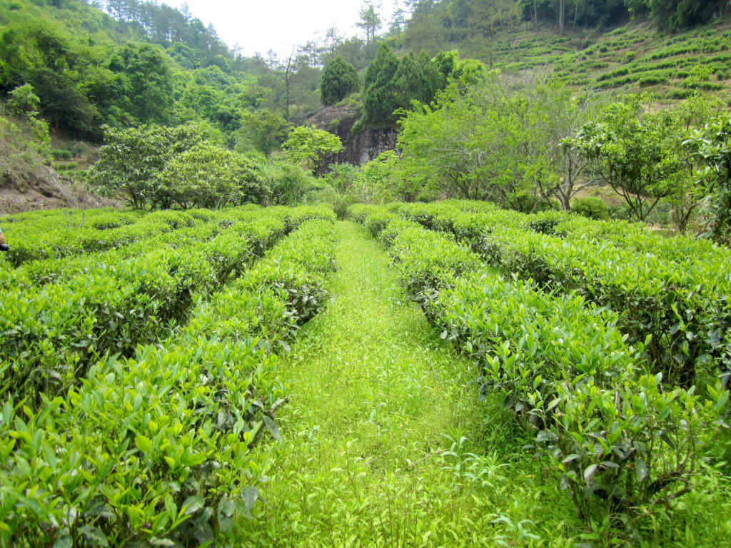 Rows of the heirloom tea bushes used to make Junshan Yinzhen, nestled in a verdant valley on Junshan Island.